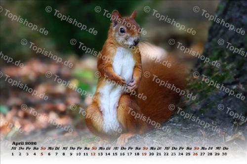 Eichhörnchen Kalender 2026