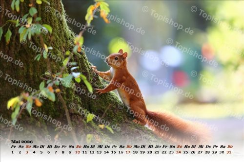 Eichhörnchen Kalender 2026