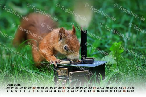 Eichhörnchen Kalender 2026