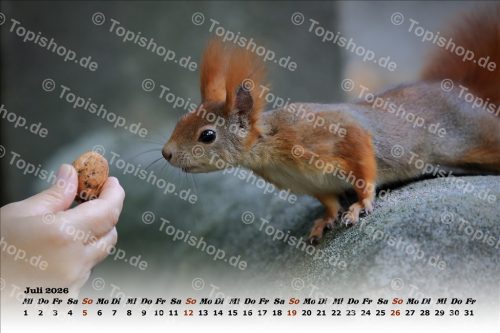 Eichhörnchen Kalender 2026