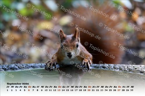 Eichhörnchen Kalender 2026