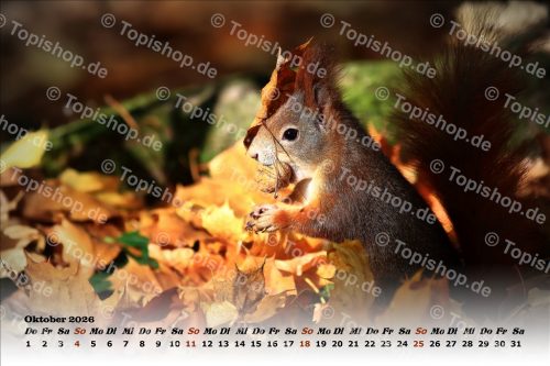 Eichhörnchen Kalender 2026
