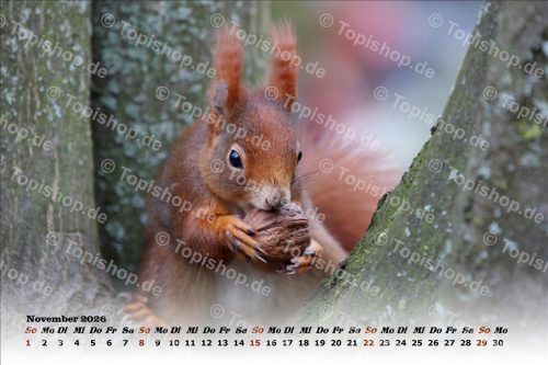 Eichhörnchen Kalender 2026