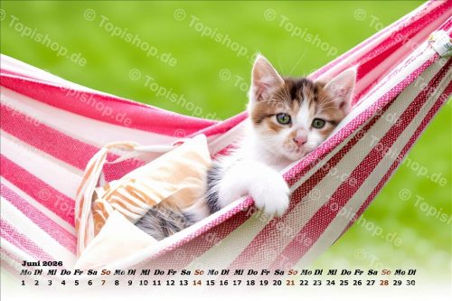 Süße junge Kätzchen Kalender 2026