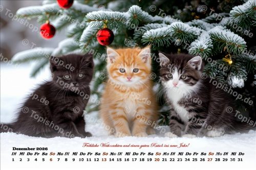Süße junge Kätzchen Kalender 2026