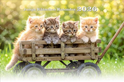 S&uuml;&szlig;e junge K&auml;tzchen 2026